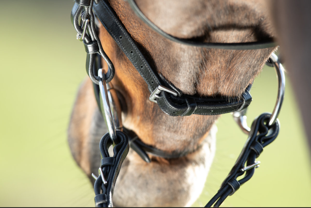 HFI Trense Regular black COB