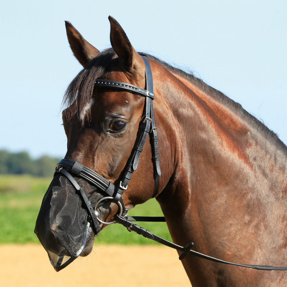 Busse Nüsternschutz FLY PROTECTOR schwarz G-Pony/VB Busse Nüsternschutz FLY PROTECTOR schwarz G-Pony/VB