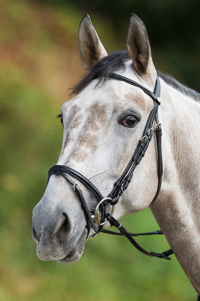 HFI Trense Regular black COB