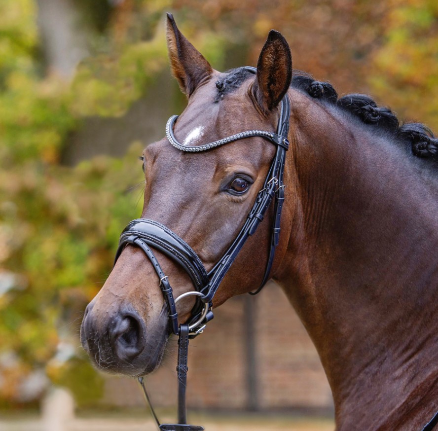 Passier Trensenknopfzaum Shadow schwarz Vollblut