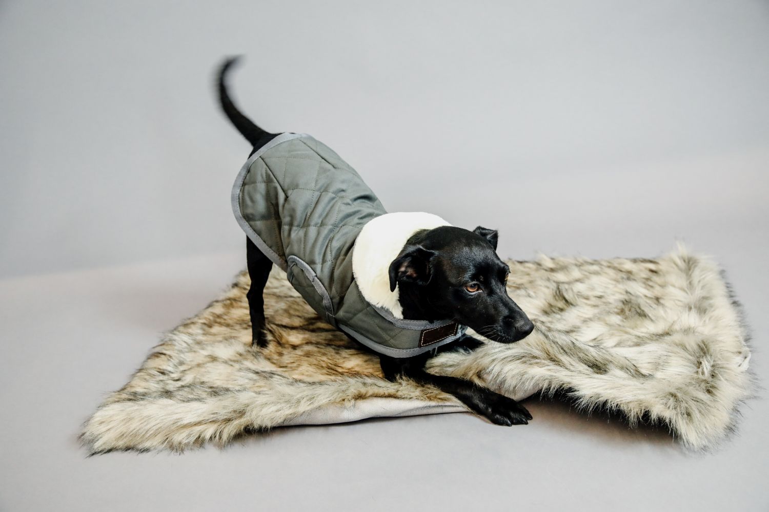 Kentucky Dogwear Dog bed to go blanket FUZZY