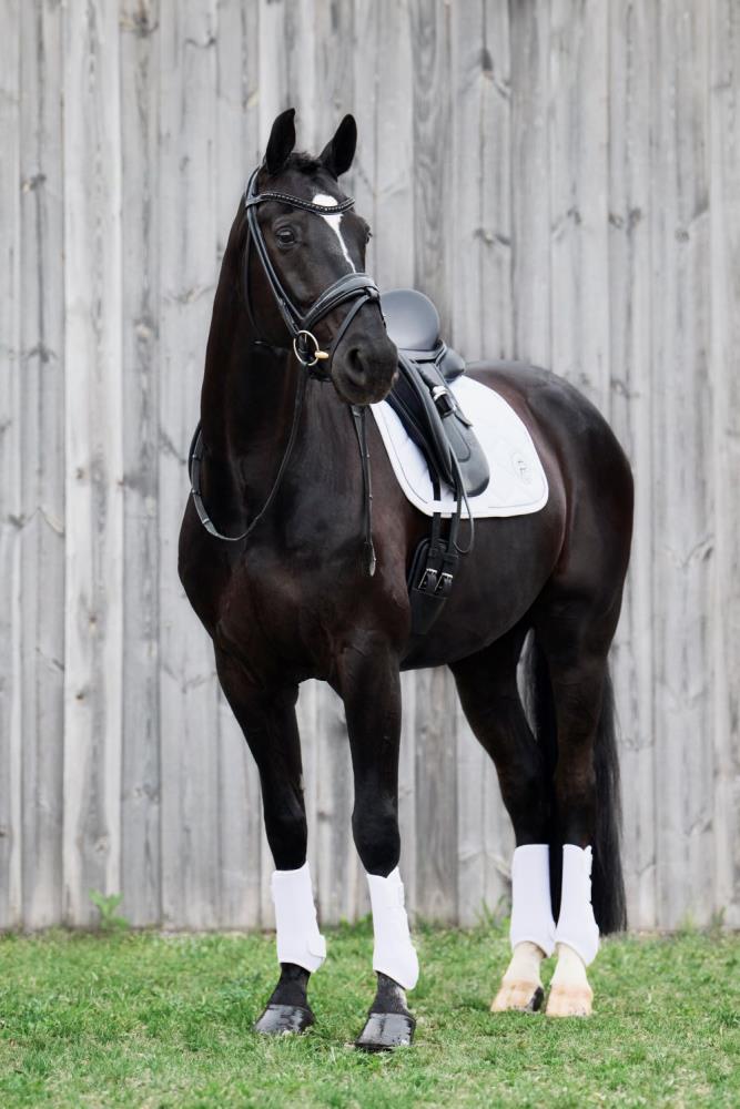 Eskadron Gamaschen PRO DRESSAGE BACK P24 white VB